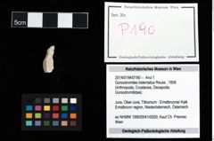 Foto (Objekt + Etikett) von Goniodromites bidentatus (Reuss, 1858)  (NHMW-GEO-2014-0194-0190)
